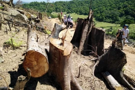 Nhiều cây cổ thụ bị lâm tặc đốn hạ còn trơ gốc tại hiện trường. (Ảnh: Nguyên Linh/TTXVN)