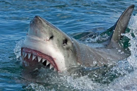 Ảnh minh họa. (Nguồn: Jezebel)