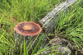 Ảnh minh họa. (Nguồn: TTXVN)