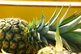 Lào Cai lập tổ công tác điều tra nguyên nhân dứa chết bất thường 