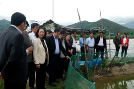 Bà Trương Thị Mai tìm hiểu mô hình nuôi tôm hùm xen cua biển ở xã Xuân Lộc, thị xã Sông Cầu. (Ảnh: Thế Lập/TTXVN).