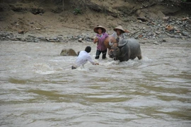 Ảnh minh họa. (Nguồn: TTXVN)