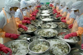 Chế biến tôm đông lạnh xuất khẩu. (Ảnh: Danh Lam/TTXVN)