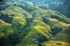 Ruộng bậc thang ở San Sả Hồ (Sa Pa) . (Ảnh: Thu Hương/TTXVN)