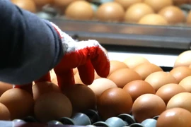 Phân loại trứng gà tại một trang trại ở Wongju, tỉnh Gangwon, Hàn Quốc ngày 16/8. (Nguồn: Yonhap/TTXVN)
