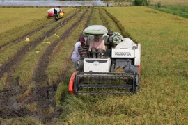 Thu hoạch lúa Đông Xuân 2016-2017 tại xã Vị Đông, huyện Vị Thủy, Hậu Giang. (Ảnh: Duy Khương/TTXVN)