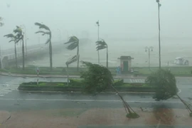 Bão đổ bộ vào Quảng Bình với sức gió giật cấp 12 cấp 13 làm nhiều cây xanh gãy đổ. (Ảnh: Đức Thọ/TTXVN)