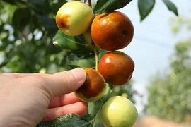 Du khách Hàn Quốc sống sót bằng quả dại sau 4 ngày lạc tại Malaysia