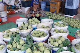 Hộ nông dân Trịnh Đức Thưởng ở thôn Tân Tiến, xã Hoàng Tiến, thị xã Chí Linh có hơn 2ha trồng na, mỗi năm thu lãi hơn 200 triệu đồng. (Ảnh: Vũ Sinh/TTXVN)
