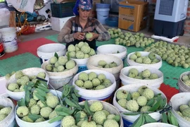 Hộ nông dân Trịnh Đức Thưởng ở thôn Tân Tiến, xã Hoàng Tiến, thị xã Chí Linh có hơn 2ha trồng na, mỗi năm thu lãi hơn 200 triệu đồng. (Ảnh: Vũ Sinh/TTXVN)