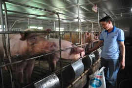 Ảnh minh họa. (Nguồn: TTXVN)