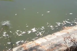[Video] Cá chết bốc mùi hôi trên kênh Phú Lộc gần trung tâm Đà Nẵng