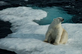 Ảnh minh họa. (Nguồn: CBC)