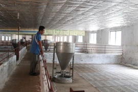 Trại lợn của ông Trần Bình Mạnh (ấp Bắc Sơn, xã Quang Trung) đã dừng nuôi vì không có vốn để duy trì đàn. (Ảnh: Lê Xuân/TTXVN)