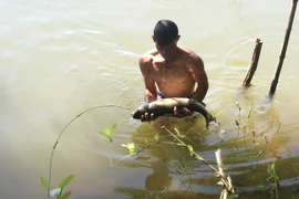 Người dân ở phường Hương Xuân, thị xã Hương Trà thu gom cá chết. (Ảnh: Hồ Cầu/TTXVN)