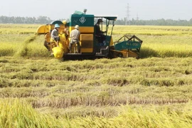 Chính sách mở rộng hạn điền: Cần tính thực tiễn nhiều hơn 