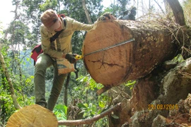 Hiện trường một vụ phá rừng ở Điện Biên. (Ảnh: Xuân Tư/TTXVN)