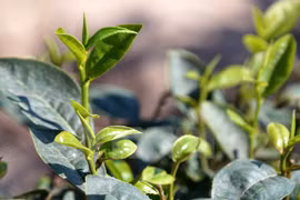 Búp chè non Yên Thế (Bắc Giang). (Ảnh: Tùng Lâm/TTXVN)