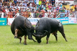 Ảnh minh họa. (Nguồn: TTXVN)