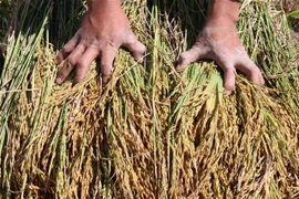 Thu hoạch lúa tại Gia Lai. (Ảnh: Hồng Điệp/TTXVN)