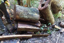 Số gỗ hương bị khai thác trái phép còn sót lại tại rừng Quốc gia Kon Ka Kinh. (Ảnh: TTXVN phát)