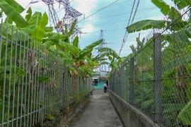 Lối vào nhà một hộ dân ở khu vực 6, phường Trà Nóc, quận Bình Thủy, thành phố, Cần Thơ, phía trên là đường dây trung thế 66 kV. (Ảnh: Thanh Liêm/TTXVN)