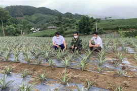 Các chương trình giảm nghèo ở Sơn La đem lại nhiều hiệu quả quan trọng. (Ảnh: Hữu Quyết/TTXVN)