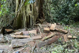 Lượng gỗ còn sót lại tại hiện trường. (Ảnh: TTXVN phát)