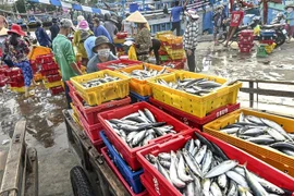 Hoạt động mua bán hải sản tại Cảng cá Phan Thiết. (Ảnh: Nguyễn Thanh/TTXVN)