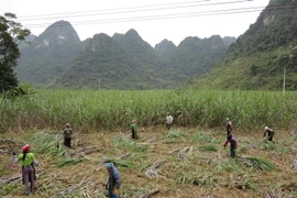 Người dân vùng trồng mía nguyên liệu thu hoạch mía. (Ảnh: Chu Hiệu/TTXVN)