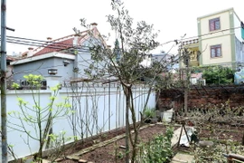 Một số cây trồng trong nhà người dân gần khu vực Công ty cổ phần thương mại Toan Vân bị cháy lá do rò rỉ khí Amoniac. (Ảnh: Thế Duyệt/TTXVN)