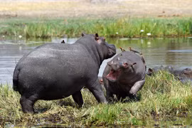 Hà mã. (Nguồn: botswana.co.za)