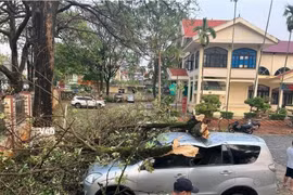 Mưa to kèm theo dông lốc khiến nhiều cây xanh bị gãy đổ trên địa bàn thành phố Sơn La, huyện Phù Yên, Thuận Châu, Quỳnh Nhai. (Ảnh: TTXVN phát)