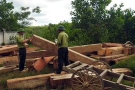 Gỗ do lâm tặc khai thác trái phép bị lực lượng chức năng huyện Vĩnh Linh bắt giữ. (Ảnh: Trần Tĩnh/TTXVN)