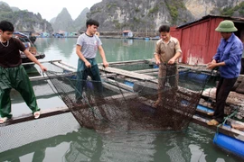 Ảnh chỉ có tính minh họa. (Ảnh: Huy Hùng/TTXVN)