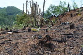 Những cây keo giống vừa được trồng trên các khu rừng bị đốt phá, lấn chiếm trái phép. (Ảnh: Quốc Dũng/TTXVN)