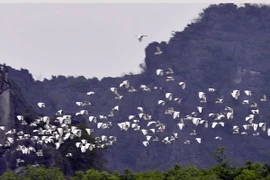 Ảnh chỉ có tính minh họa. (Ảnh: Thanh Hà/TTXVN)