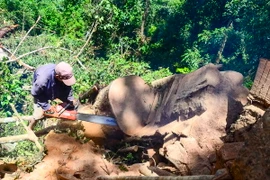 Lâm tặc đang xẻ thân gỗ nghiến để làm thớt. (Ảnh: Xuân Tư/TTXVN)