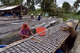 Phơi cá bổi tại hộ gia đình ở ấp Đá Bạc A, xã Khánh Bình Tây, huyện Trần Văn Thời. (Ảnh: Thanh Hà/TTXVN)