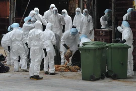 Hong Kong: Ca nhiễm virus H9N2 đầu tiên sau 4 năm