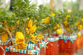 Phật thủ bonsai: Lựa chọn tao nhã cho thú chơi cây cảnh ngày Tết 