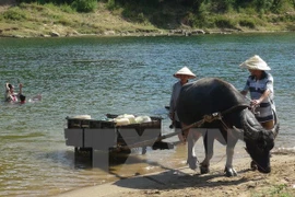 Ảnh minh họa. (Nguồn: TTXVN)