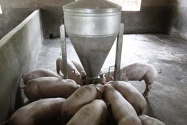 Sản xuất qui mô nhỏ là nguyên nhân khiến ngành chăn nuôi yếu cạnh tranh trong hội nhập. (Ảnh minh họa. Nguồn: TTXVN)