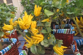 [Photo] Phật thủ Đắc Sở rộ vàng sắc nắng đón Xuân Ất Mùi 