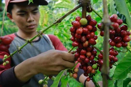 Nông dân thu hoạch hạt cà phê tại Tanggamus, tỉnh Lampung, Indonesia, ngày 7/8/2020. (Ảnh: AFP/ TTXVN)