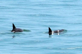 Hai cá thể cá heo vaquita tại vùng Vịnh California, Mexico. (Ảnh: AFP/TTXVN))