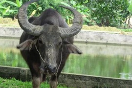 Trâu điên náo loạn, húc bị thương nhiều người