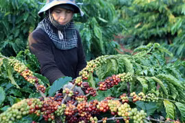 Thu hoạch càphê ở Đắk Lắk. (Ảnh: Dương Giang/TTXVN)