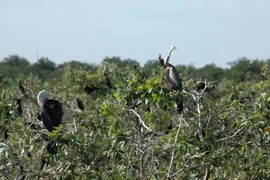 Vườn Chim Prek Toal của Cmapuchia. (Ảnh: Xuân Khu/Vietnam+)
