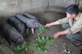 Chăn nuôi lợn đen Mường Khương. (Ảnh: Hương Thu/Vietnam+)